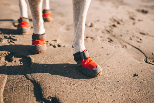 Do Dogs Really Need Boots?