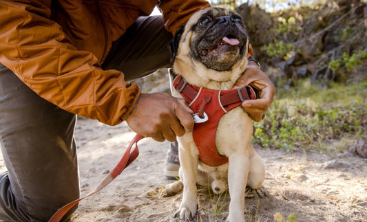 Do Anti-Pull Harnesses Work?