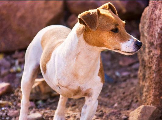 Best Ruffwear Harnesses for Three-Legged Dogs