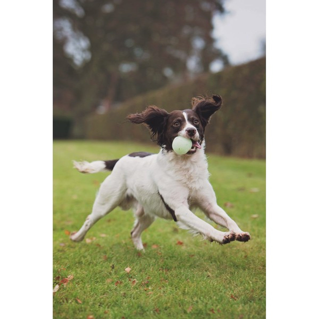 Chuckit! - Max Glow Ball