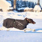 Non-stop - Trekking Insulated Dog Jacket