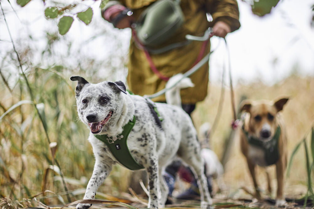 Hurtta - Weekend Warrior Harness II ECO *AUTUMN SALE*WHILE STOCKS LAST ONLY*