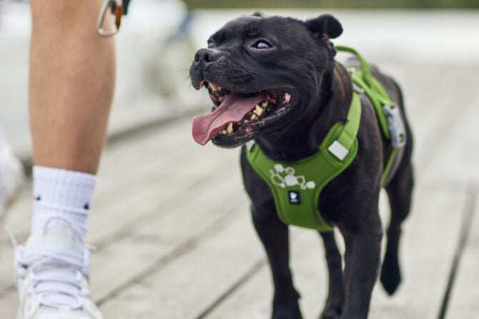 Hurtta - Weekend Warrior Harness II ECO *AUTUMN SALE*WHILE STOCKS LAST ONLY*