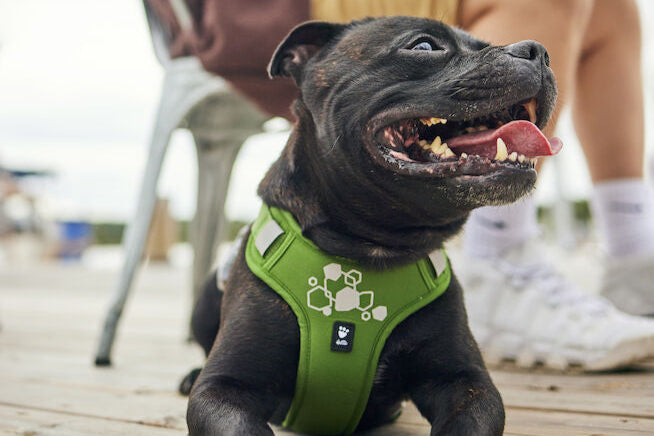 Hurtta - Weekend Warrior Harness II ECO *AUTUMN SALE*WHILE STOCKS LAST ONLY*