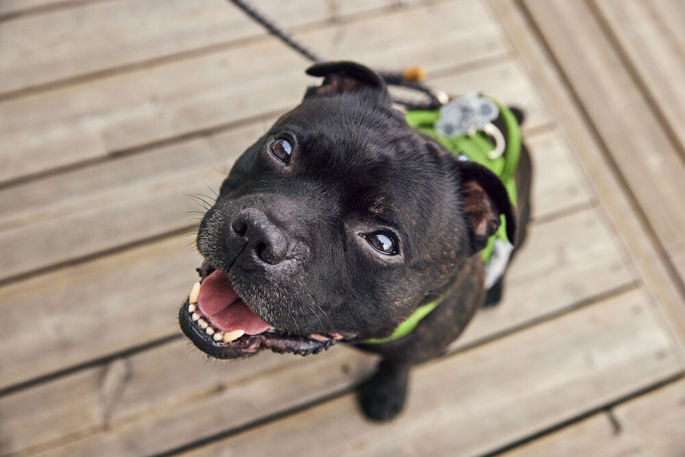 Hurtta - Weekend Warrior Harness II ECO *AUTUMN SALE*WHILE STOCKS LAST ONLY*