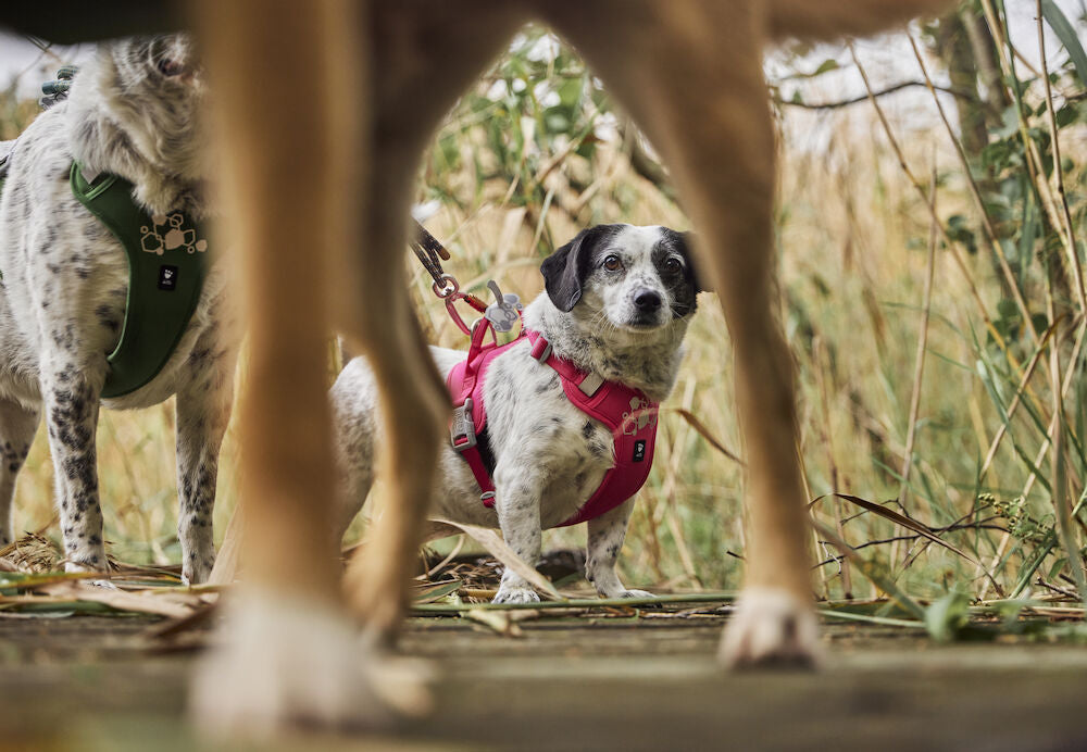 Hurtta - Weekend Warrior Harness II ECO *AUTUMN SALE*WHILE STOCKS LAST ONLY*
