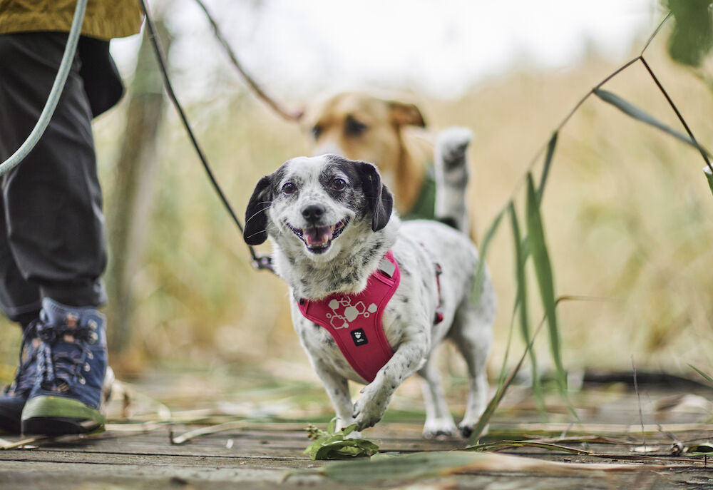 Hurtta - Weekend Warrior Harness II ECO *AUTUMN SALE*WHILE STOCKS LAST ONLY*