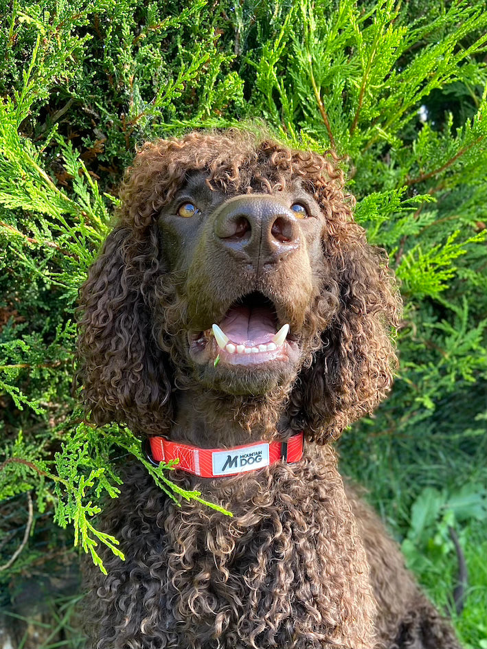 MDOG - Lakeland Waterproof Collar - Winter Sale