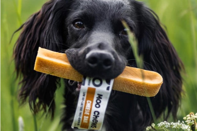 Black dog holding a Moo Chew in an outdoor setting.