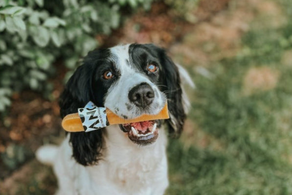 Happy dog holding a Moo Chew treat in their mouth.