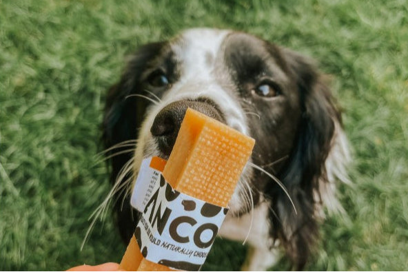 Dog about to grab a dog treat in a grassy outdoor setting.