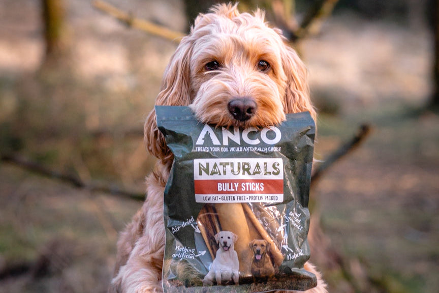 Dog holding a bag of Anco Naturals Bully Sticks.