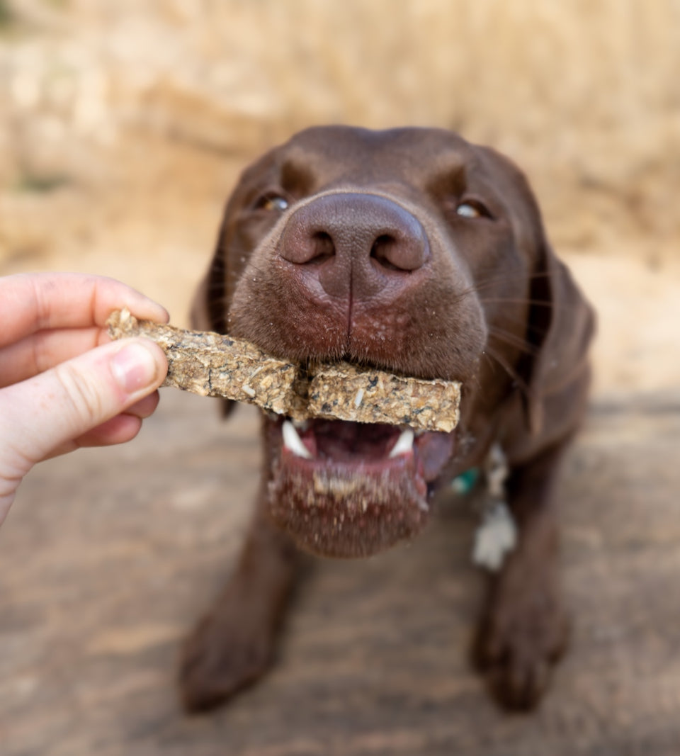 A dog eating a cod finger.