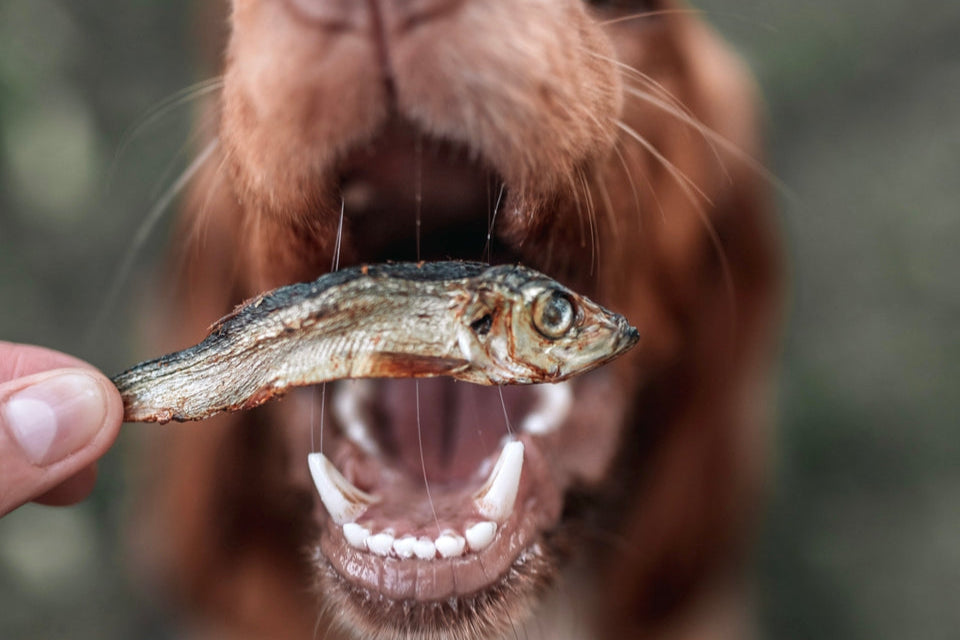 Dog with open mouth, ready to eat an Oceans Dried Sprat.