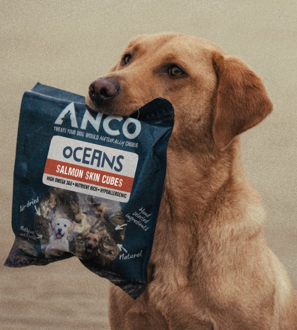 Dog holding a bag of Anco Oceans Salmon Skin Cubes treats.