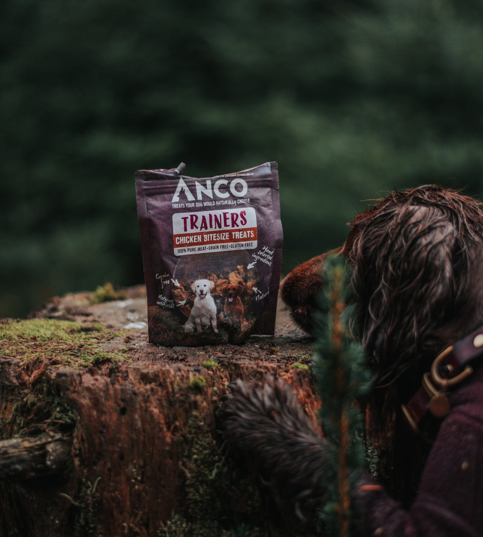 Dog looking at a packet of Anco Trainers Chicken treats on a tree stump.