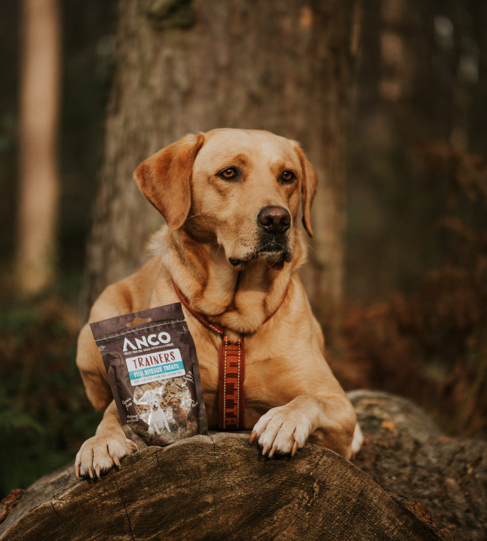 Dog laying on a log with a bag of ANCO Trainers Fish between his paws.
