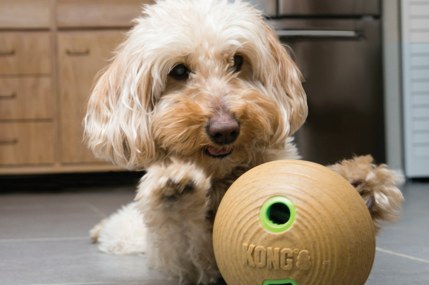 Lifestyle image of a cream dog playing with the Bamboo Dumbell.