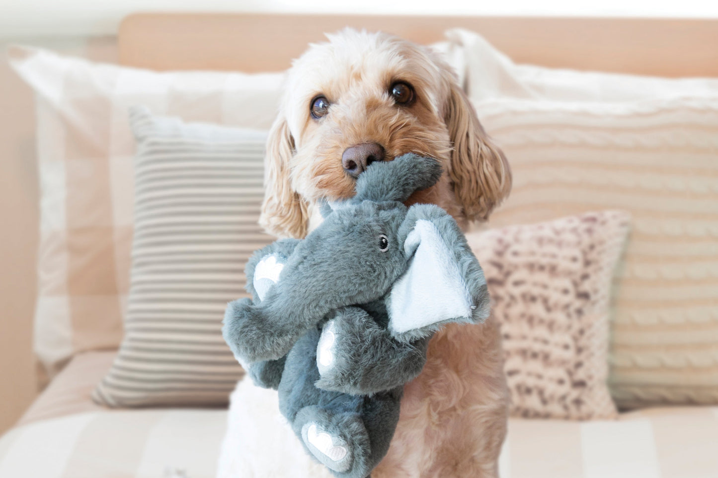 A dog playing with the KONG Kiddos Comfort Animal Elephant on a sofa.