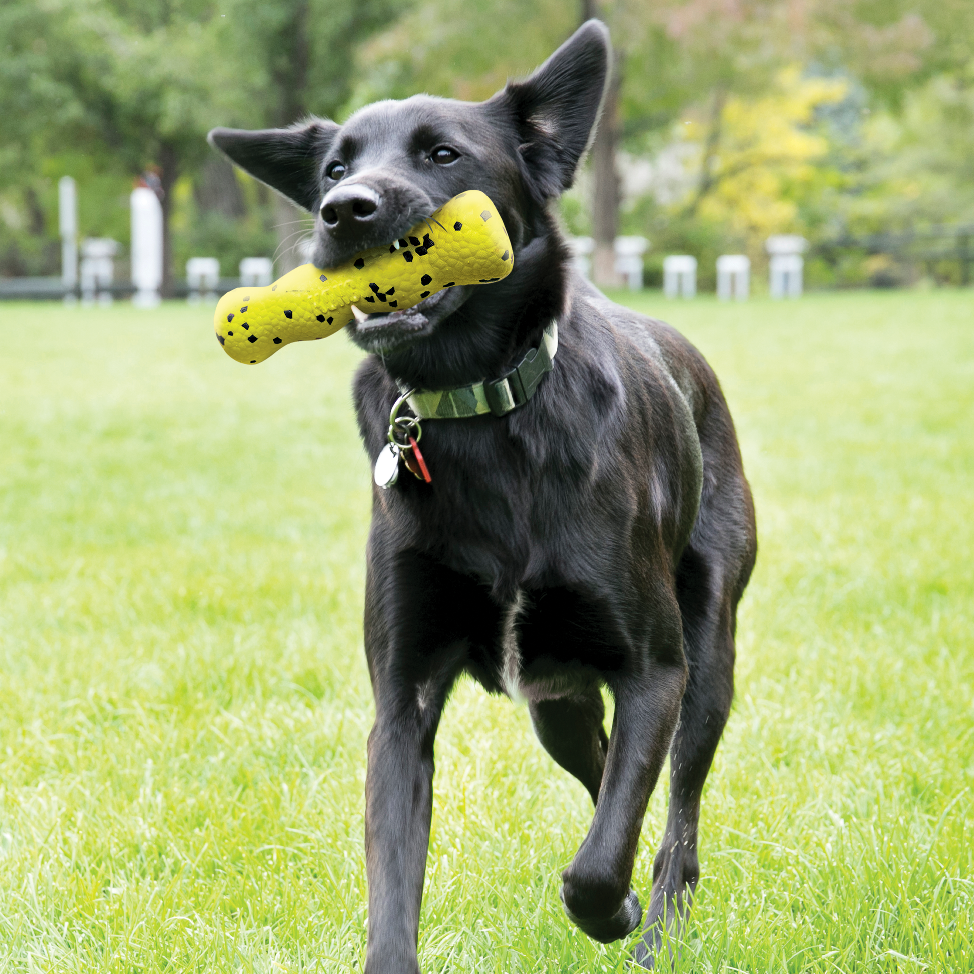 Black dog running in a field and holding the KONG Reflex Stick.