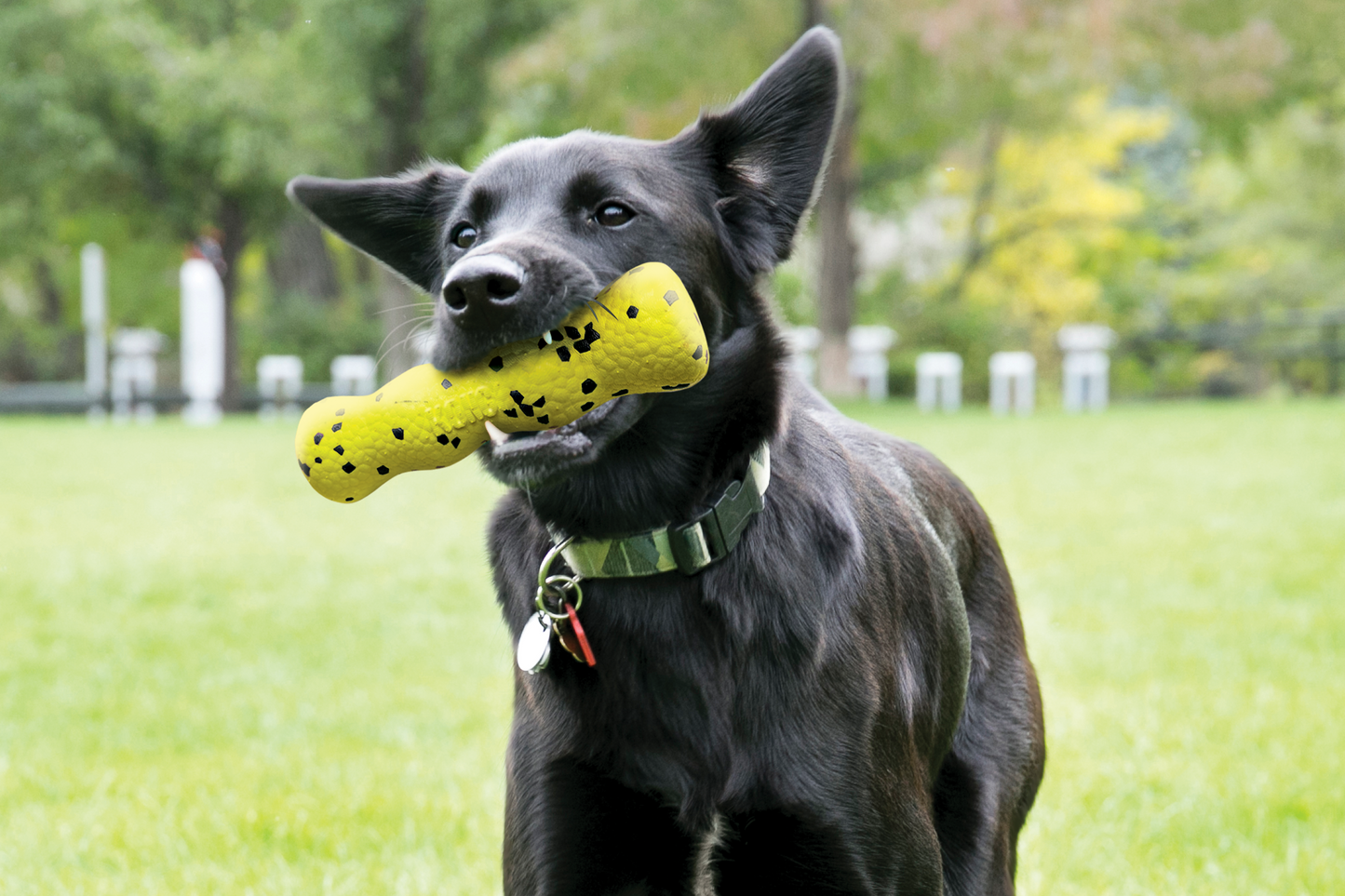Black dog running in a field and holding the KONG Reflex Stick.