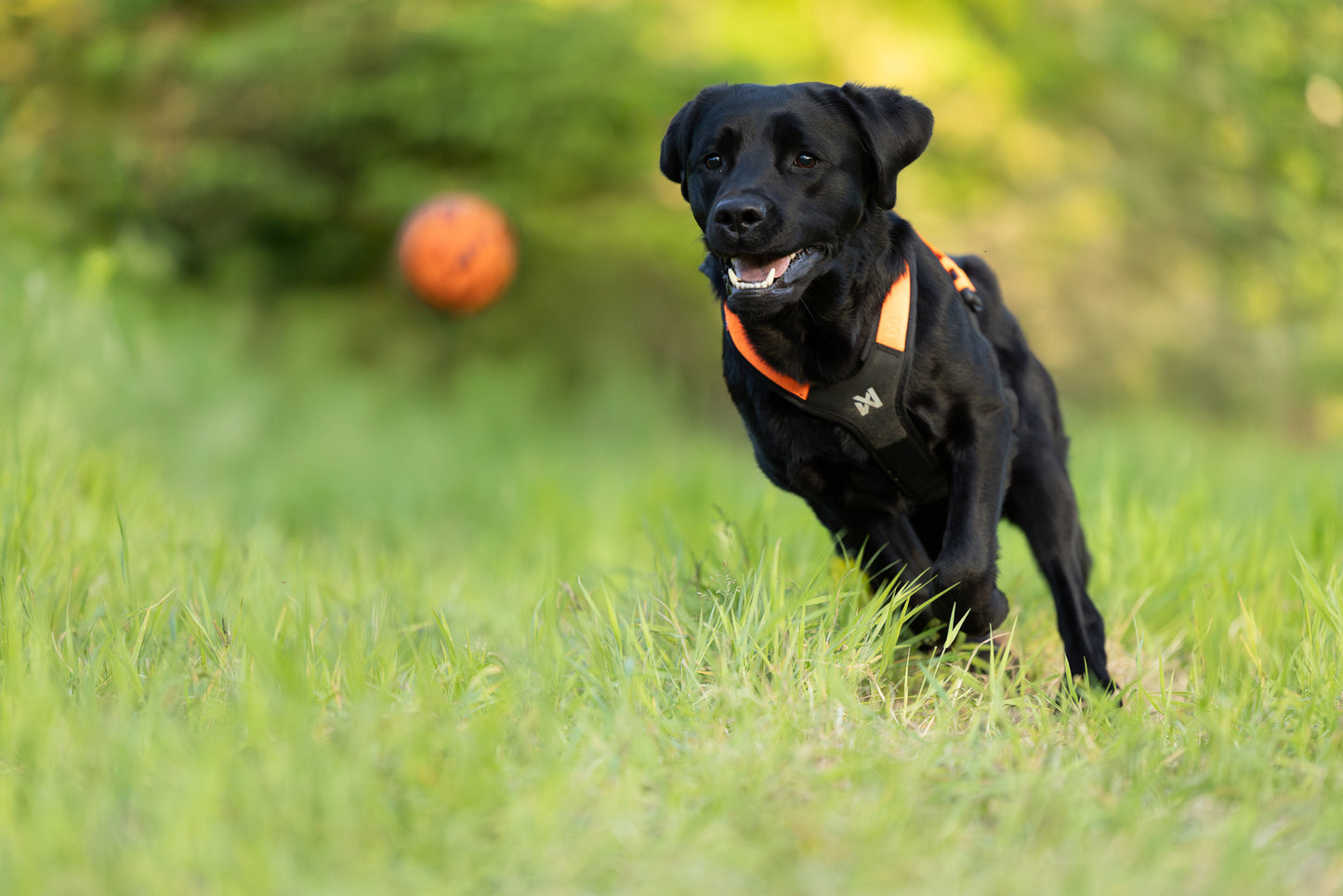 Black dog running on grass with an orange ball in the foreground.