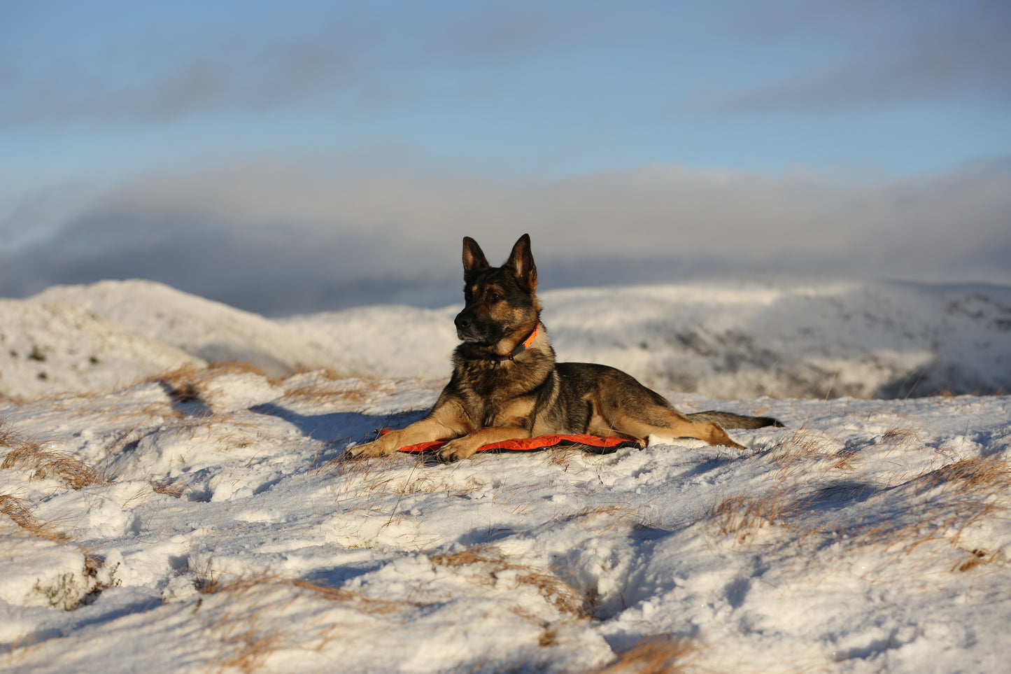 A dog laying on the Bivvy Bed, in a snowy landscape.