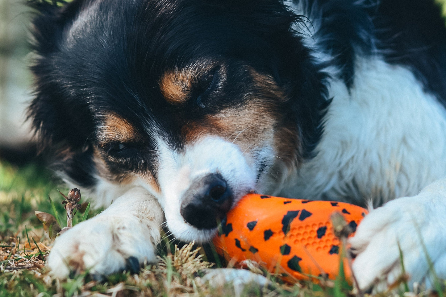Dog lying on grass with a Dog Throw Toy.