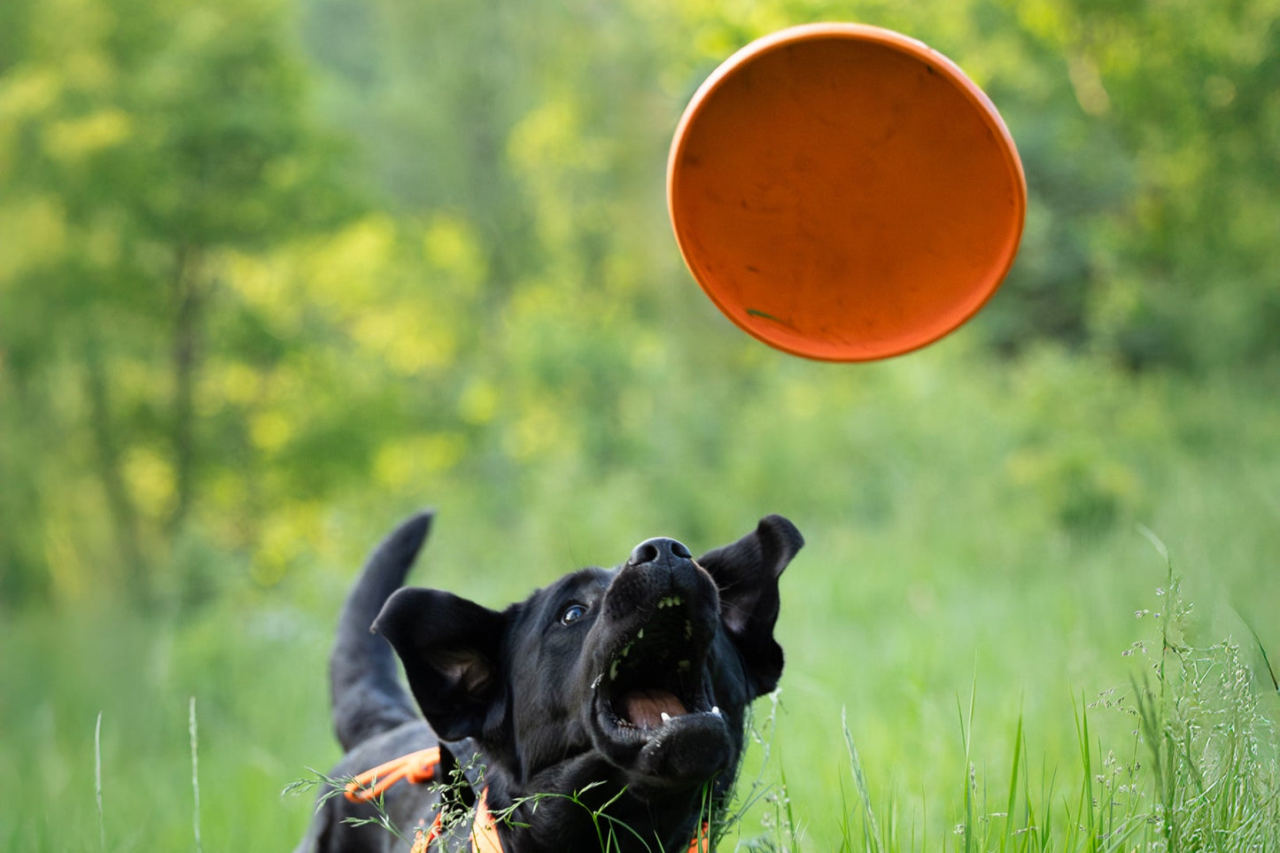 Black dog about to catch a Flying Disc, in a grassy field.