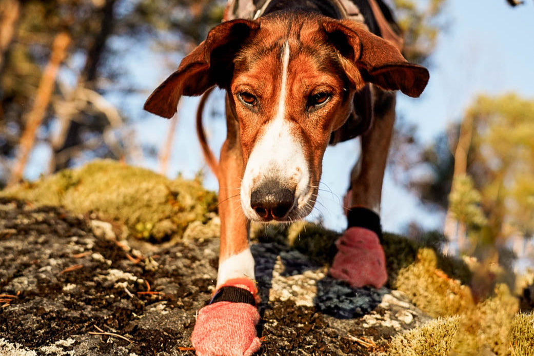 A dog walking over rocky terrain towards the camera, wearing the Protector Socks.