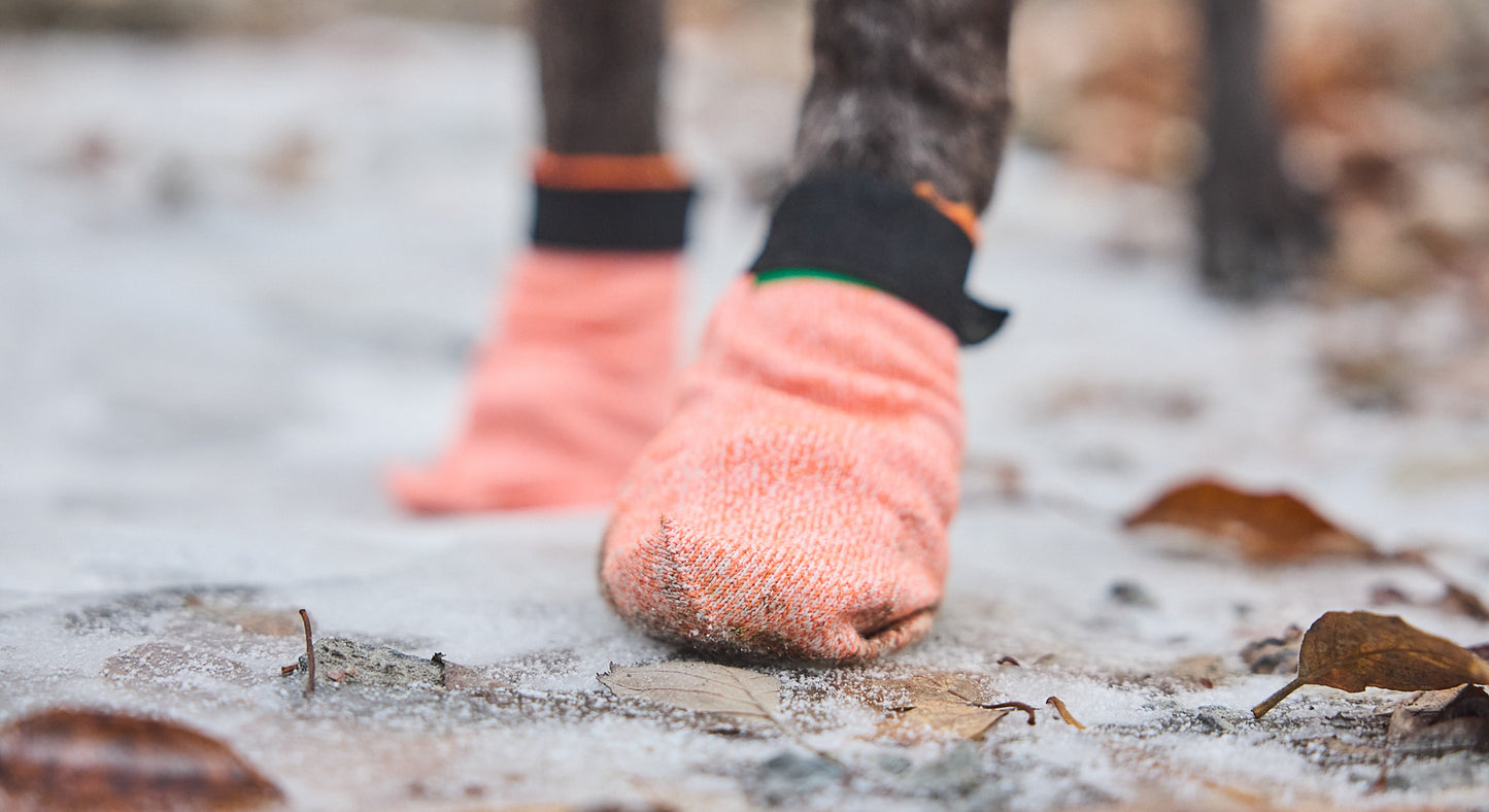 A dog wearing the Protector Socks in an autumn setting.