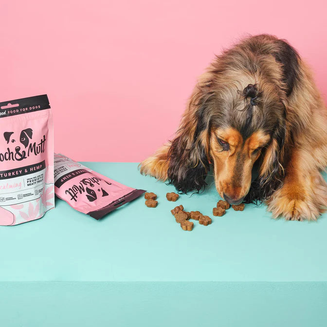 Dog eating some Pooch & Mutt Turkey & Hemp treats on a blue table.