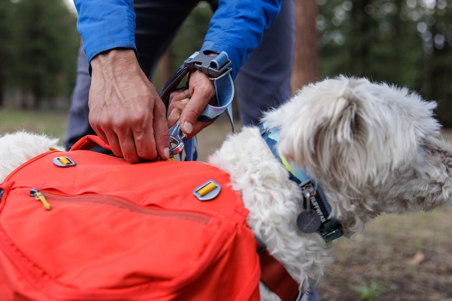 A white dog is wearing a red backpack while on a walk, while their owner attaches a lead to it.