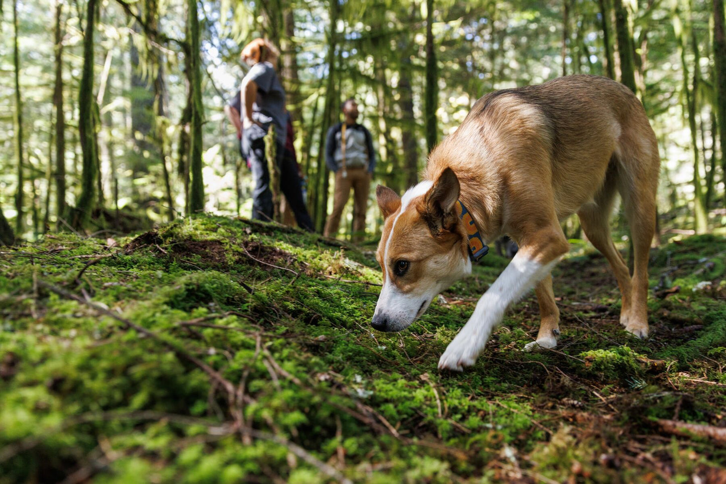 A lifestyle image of a dog wearing the Ruffwear Crag Collar on a walk. The dog is sniffing in the undergrowth, while owners talk in the background.