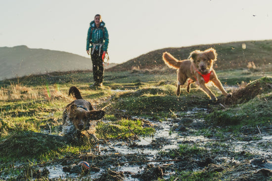 UK's Leading Ruffwear Store