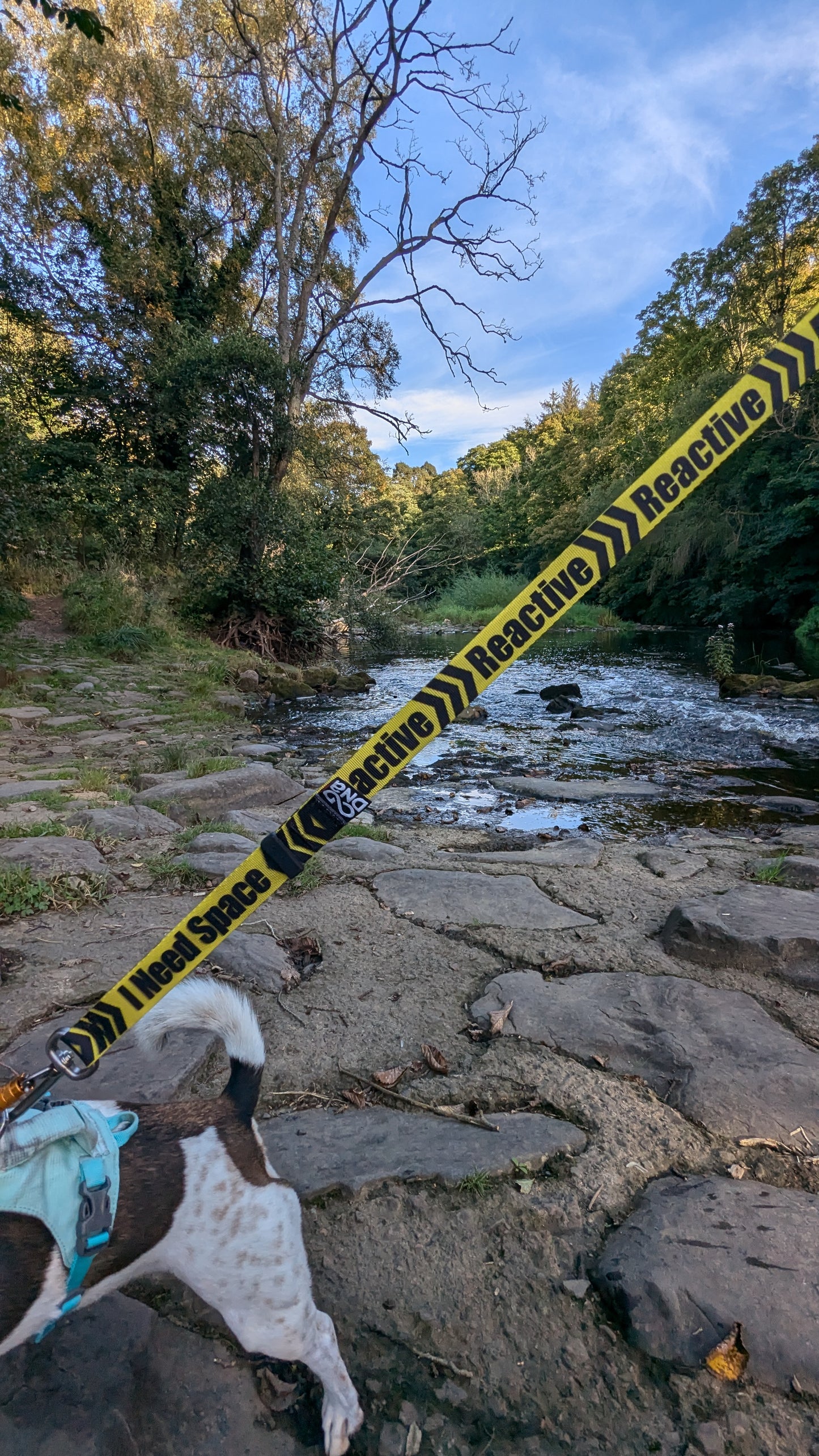 DNA - Signs Pro Leads *AMAZING OFFER*