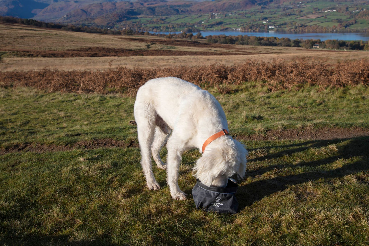 MDOG - Collapsible Large Travel Bowl *WINTER SALE*