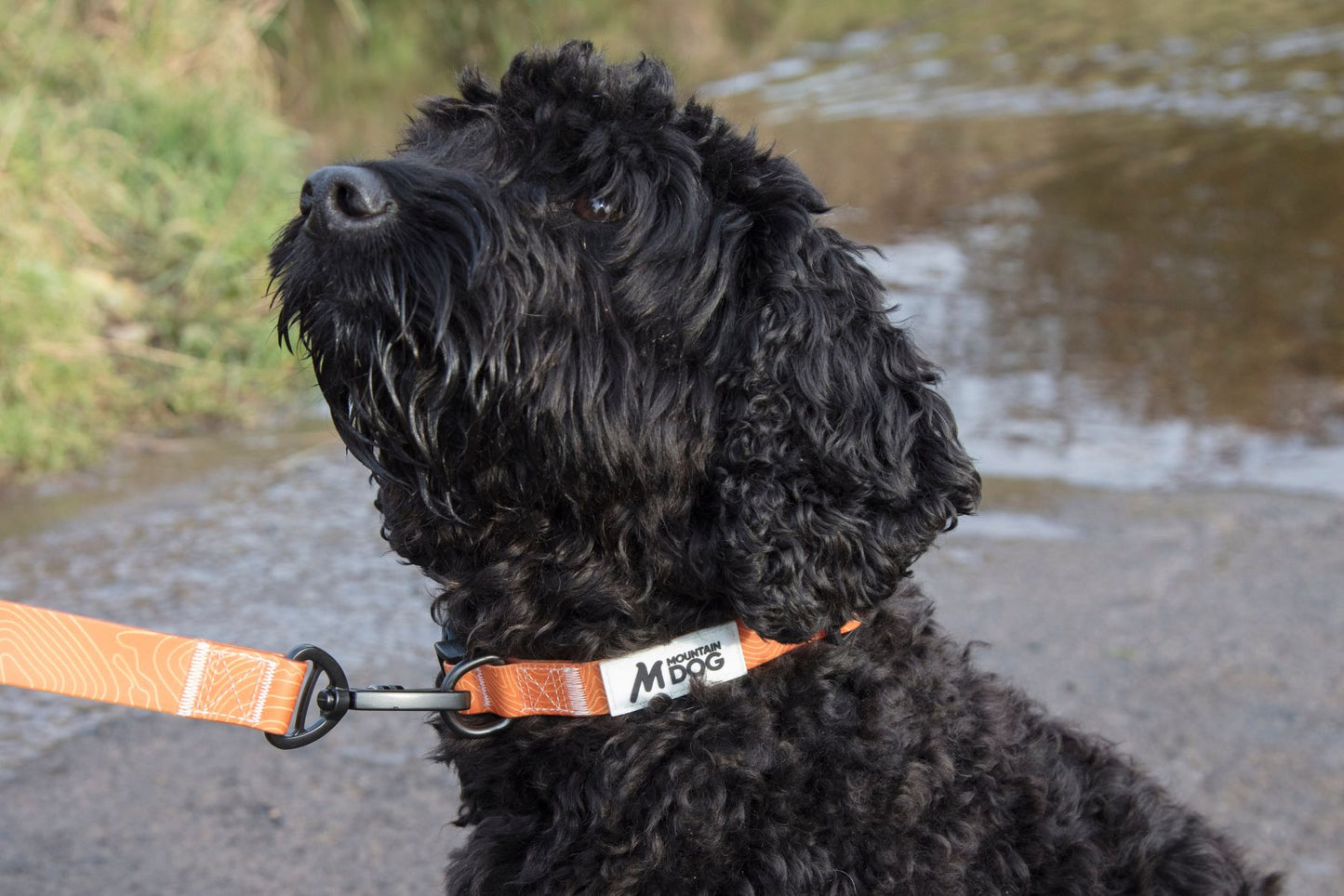 MDOG - Lakeland Waterproof Collar - Winter Sale