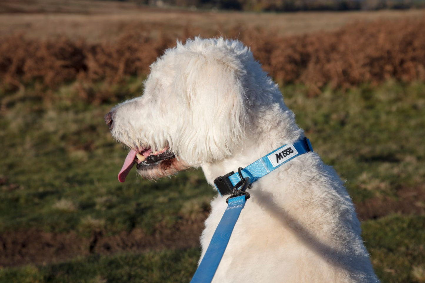 MDOG - Lakeland Waterproof Collar - Winter Sale