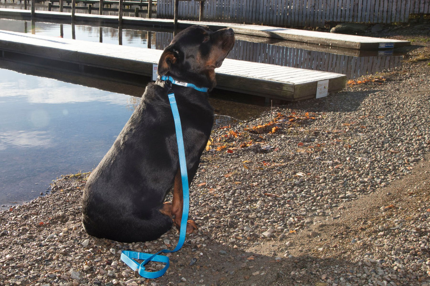 MDOG - Lakeland Waterproof Collar - Winter Sale