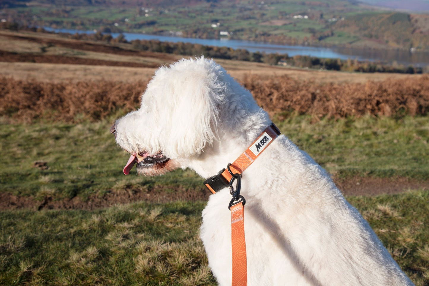 MDOG - Lakeland Waterproof Collar - Winter Sale