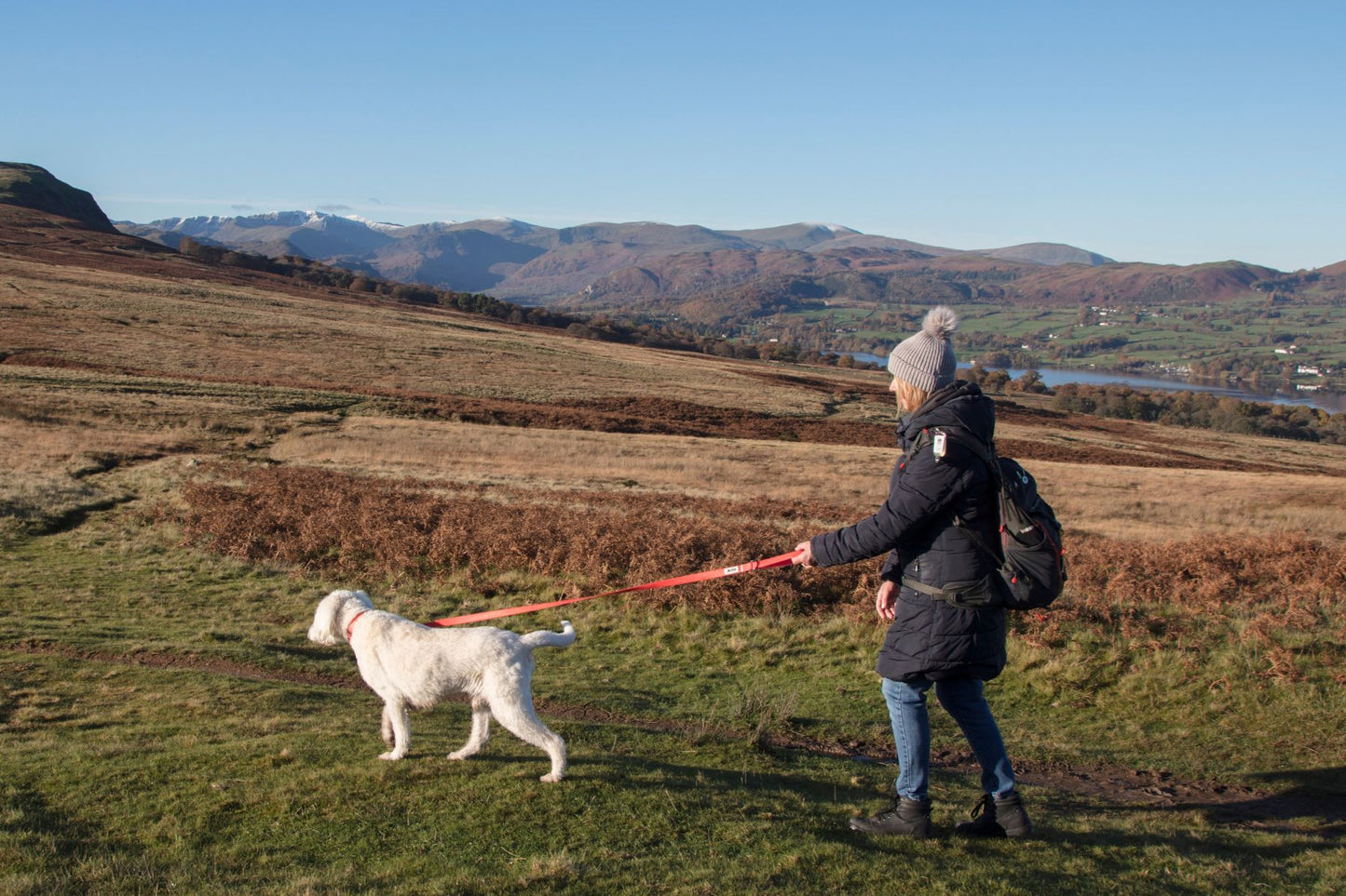 MDOG - Lakeland Waterproof Collar - Winter Sale