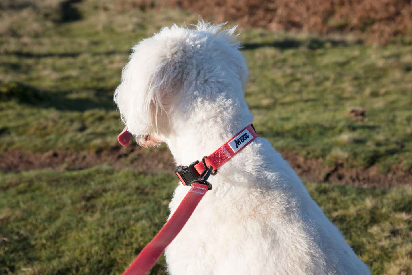 MDOG - Lakeland Waterproof Collar - Winter Sale