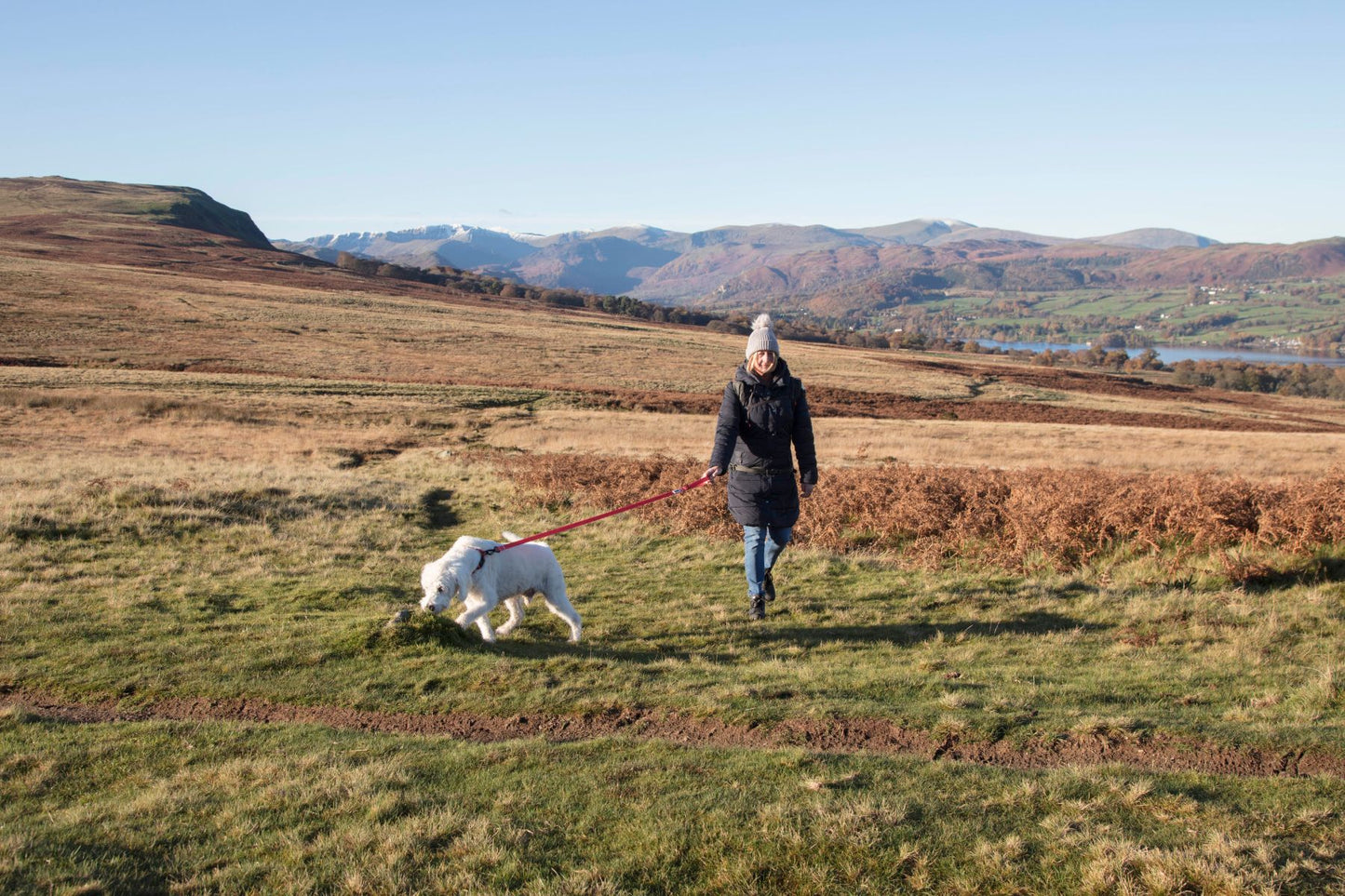 MDOG - Lakeland Waterproof Collar - Winter Sale