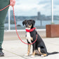 DOG Copenhagen - Urban Explorer Collar