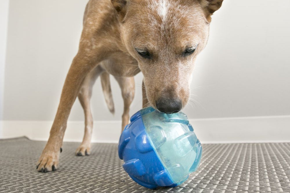 Lifestyle image of the KONG Reward Ball, a blue ball toy, in an indoor setting.