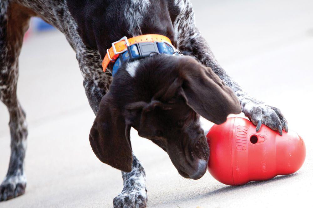 Lifestyle image of a dog playing with a Treat Wobbler.