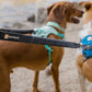 Two dogs wearing the Double Track Coupler, both wearing harnesses.