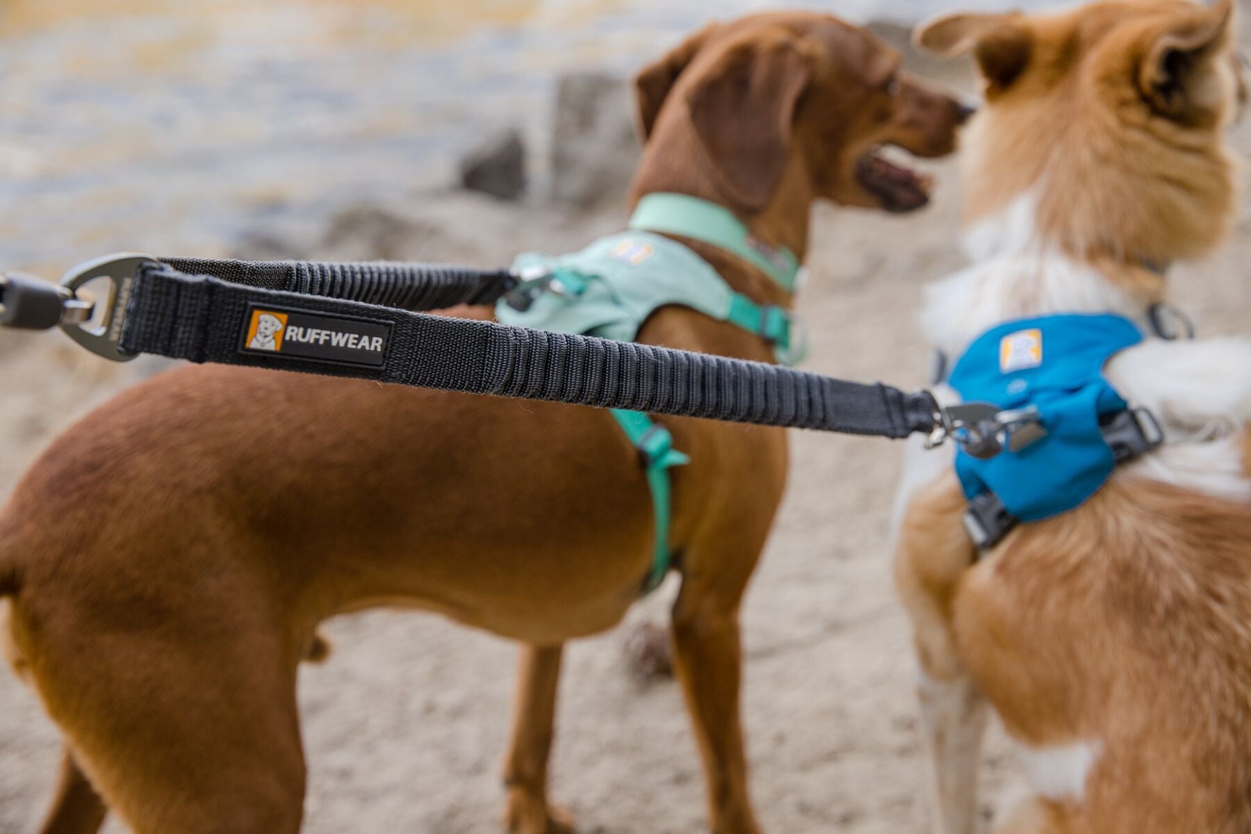 Two dogs wearing the Double Track Coupler, both wearing harnesses.