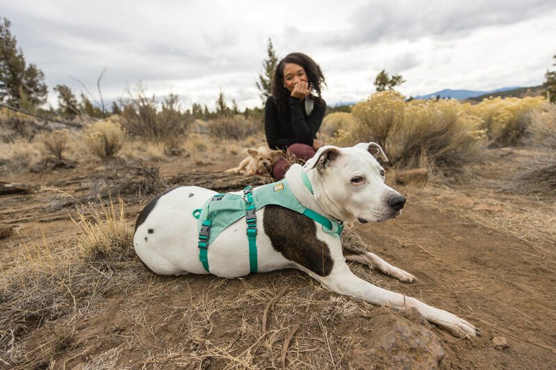 Dog lying on the ground, wearing the Flagline Harness.